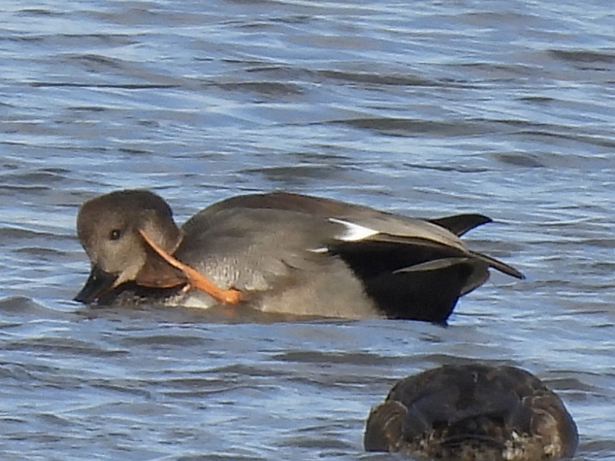 Gadwall - ML645733011