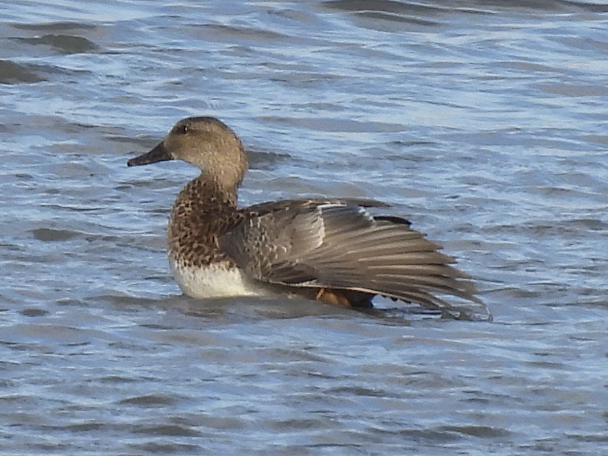 Gadwall - ML645733012