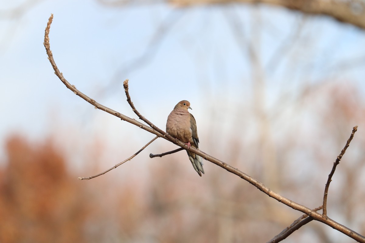 Mourning Dove - ML645733014