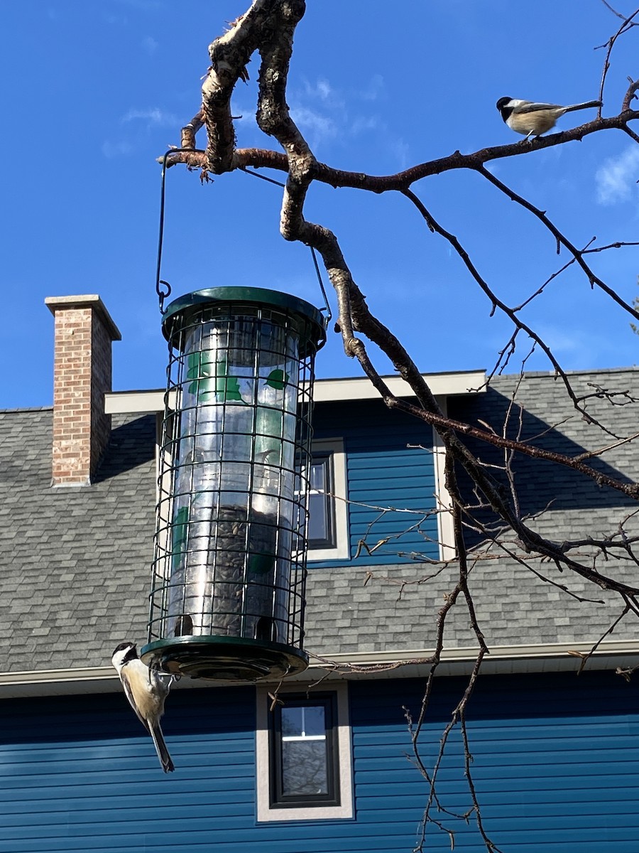 Black-capped Chickadee - ML645733015