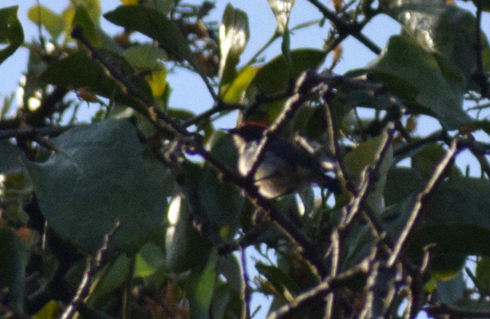 Scarlet-backed Flowerpecker - ML645733018