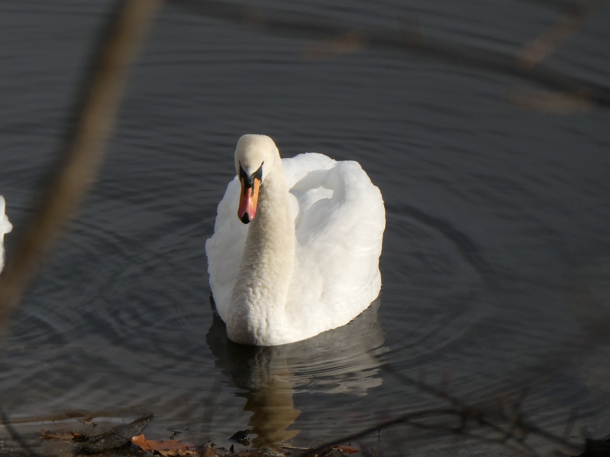 Mute Swan - ML645733026