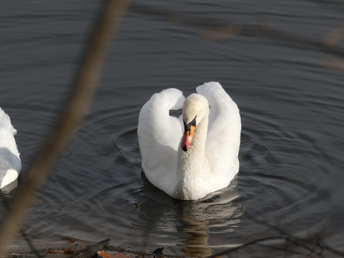 Mute Swan - ML645733027