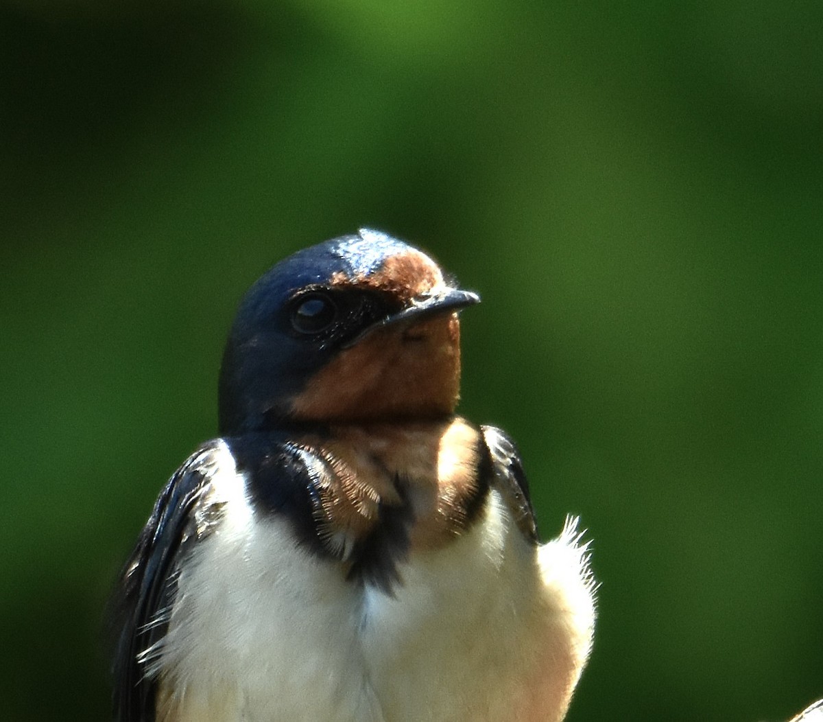 vlaštovka obecná - ML645733046