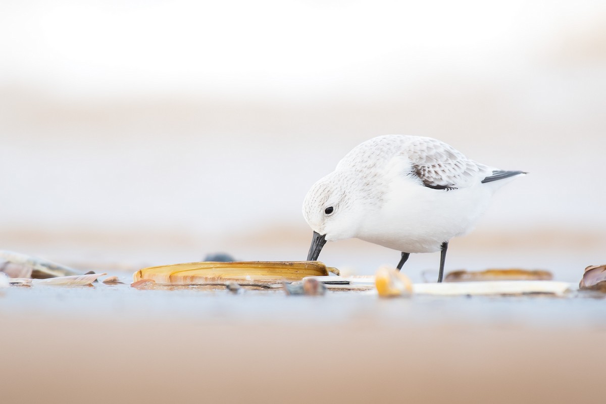 Песчанка - ML645733048