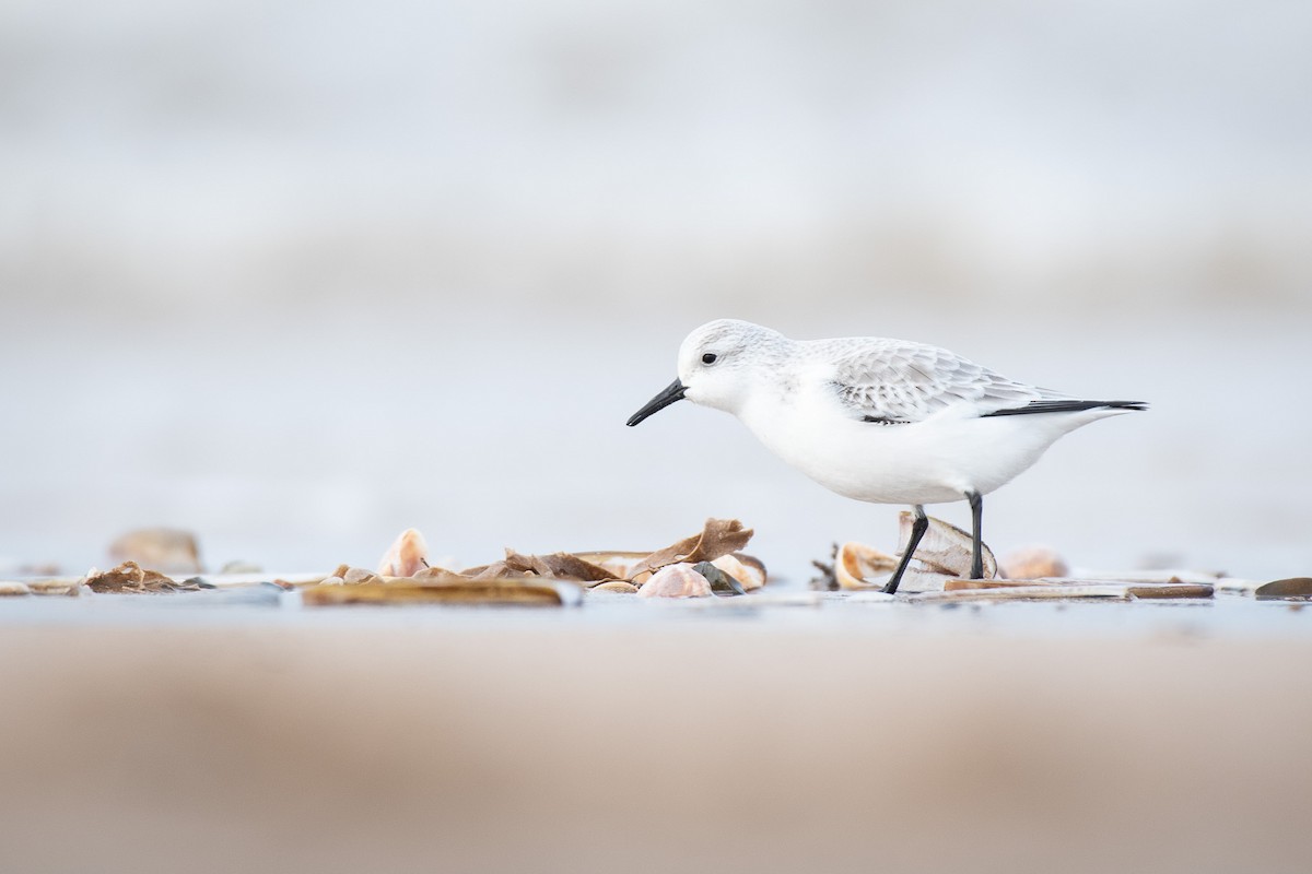 Песчанка - ML645733049