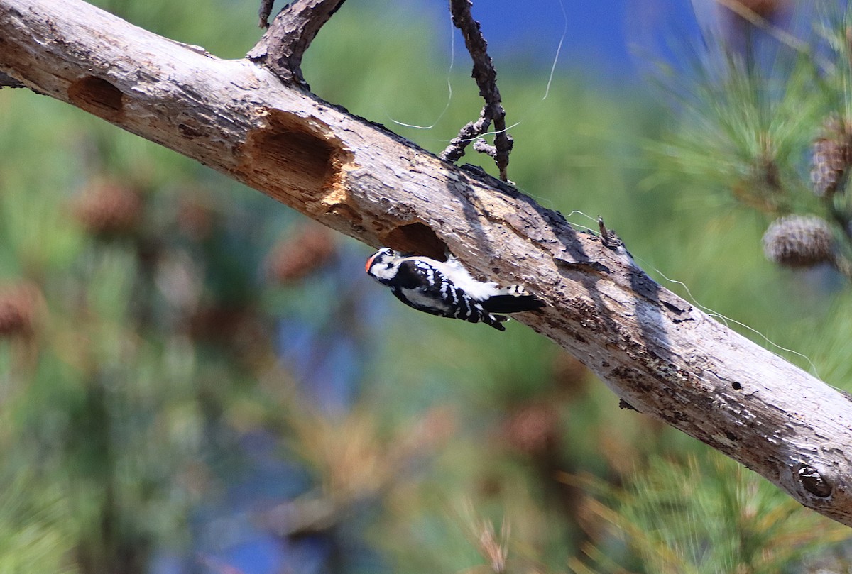 Downy Woodpecker - ML645733064