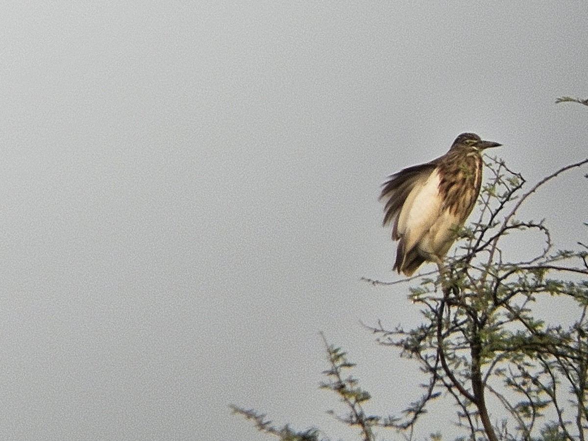 Indian Pond-Heron - ML645733065