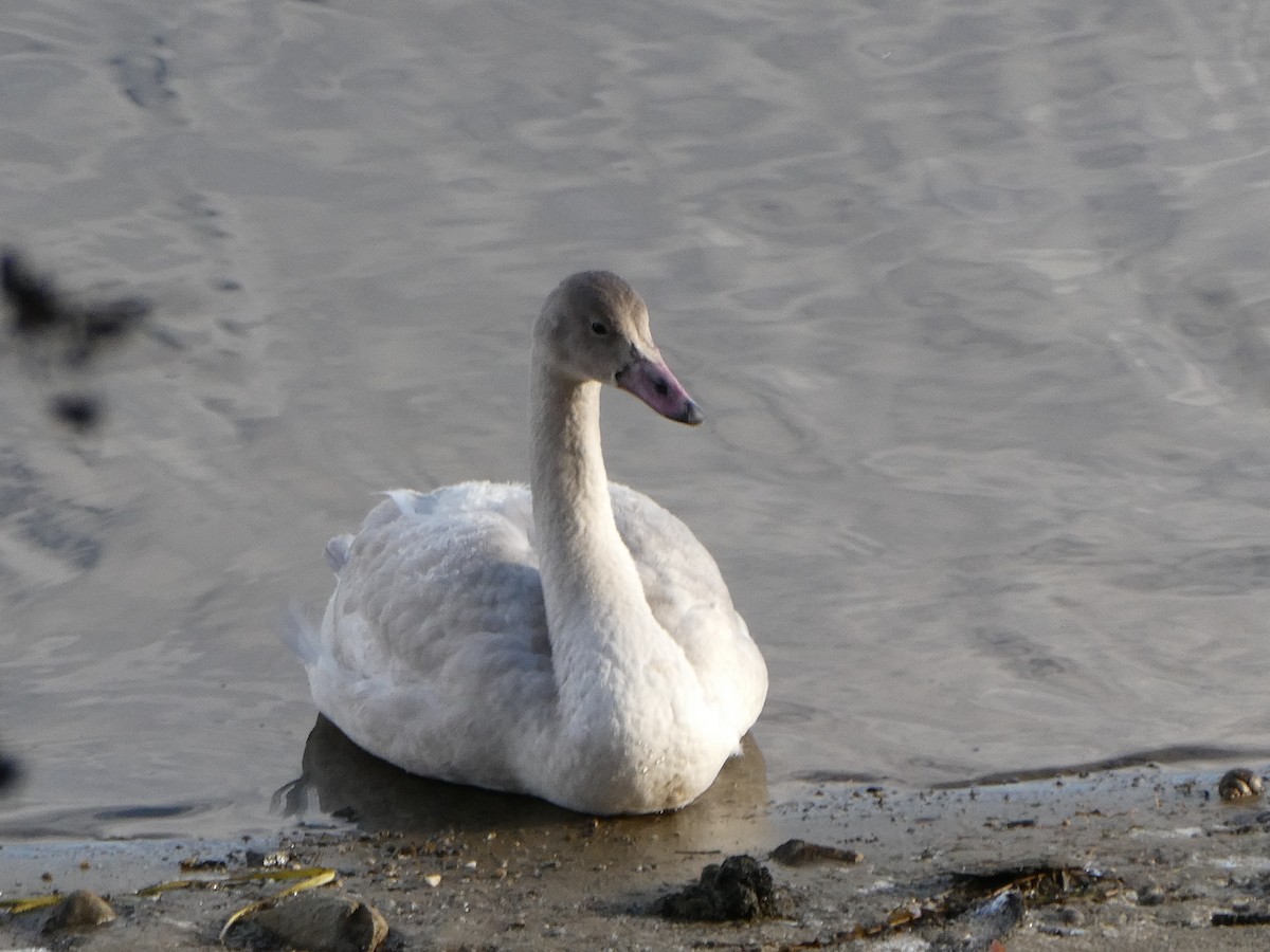 Tundra Swan - ML645733069