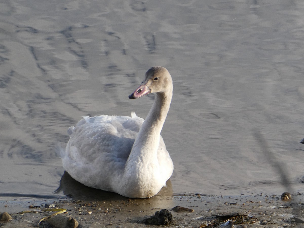 Tundra Swan - ML645733070