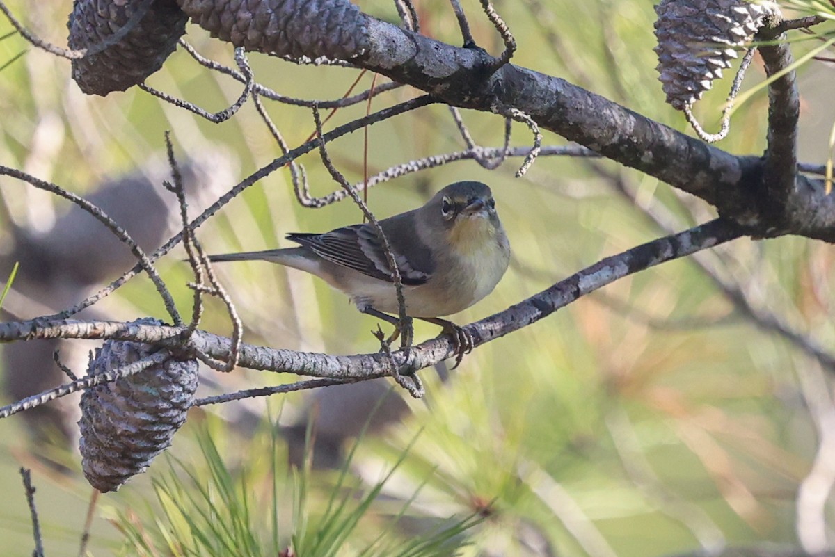 Pine Warbler - ML645733081