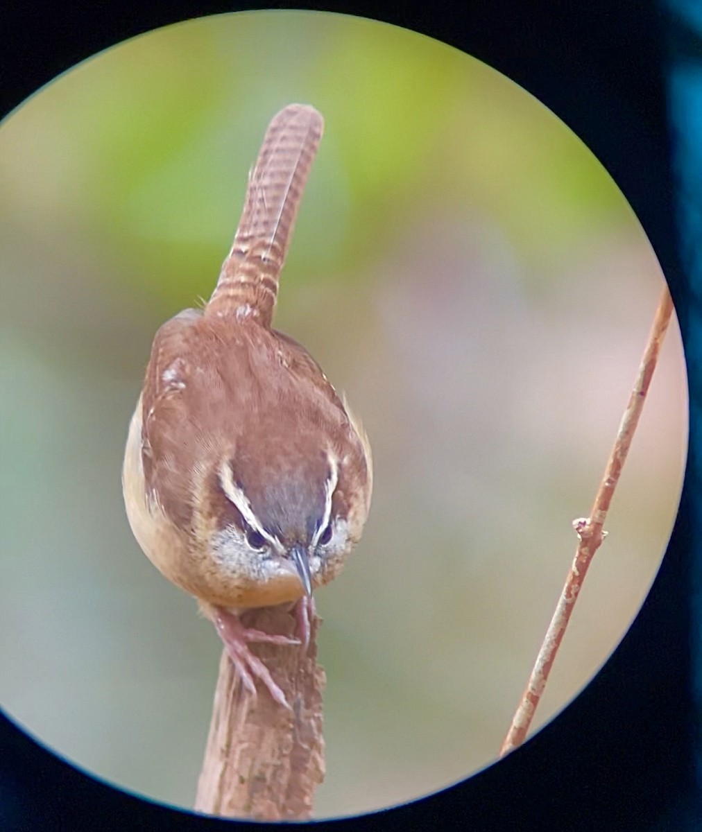 Carolina Wren - ML645733090