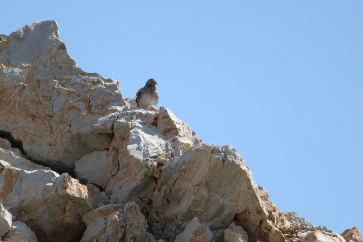 hrdlička divoká - ML645733092