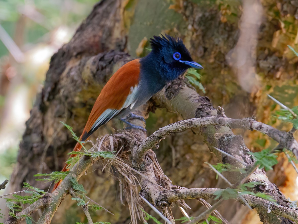 African Paradise-Flycatcher - ML645733098