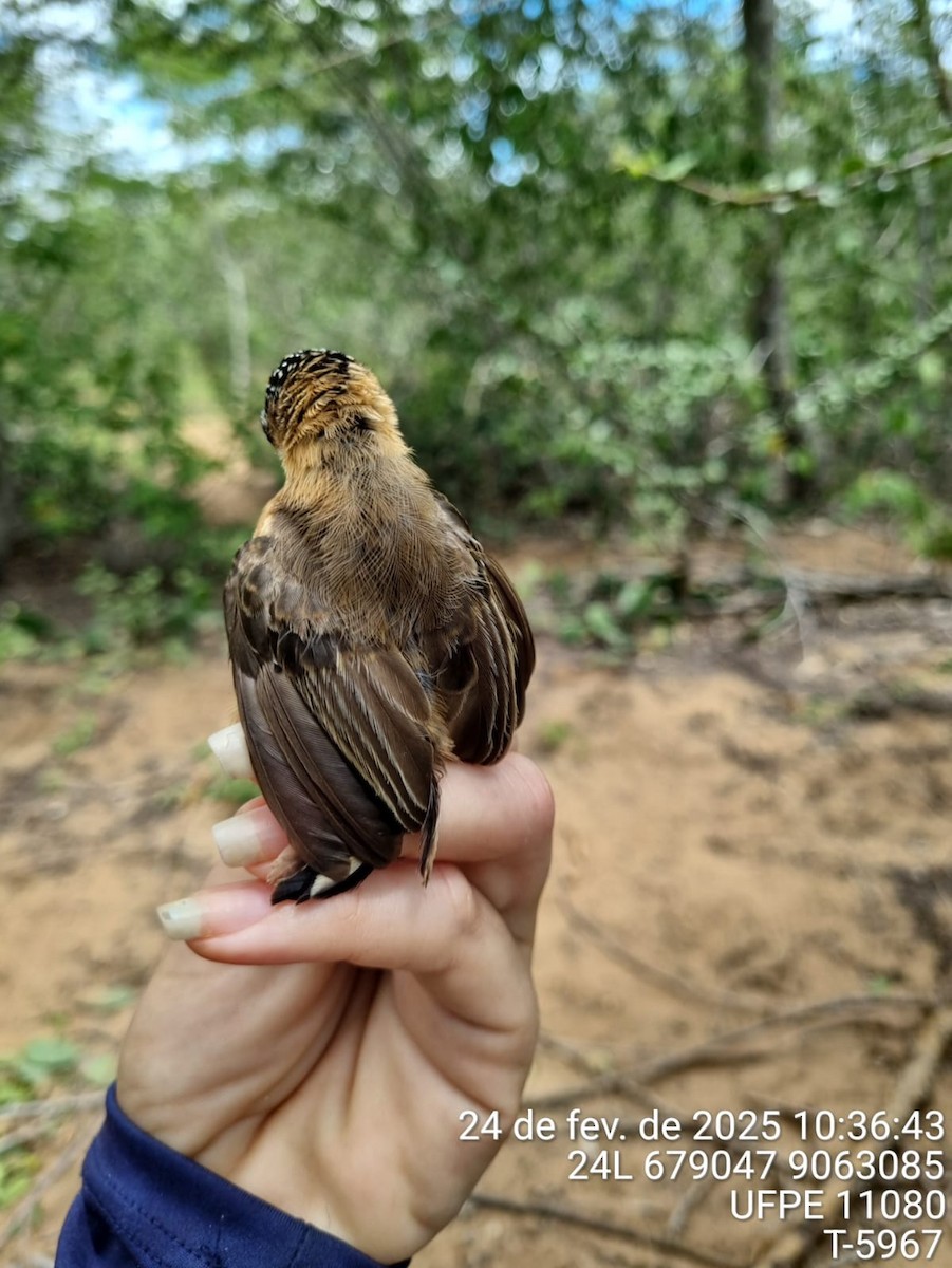 Ochraceous Piculet - ML645733099