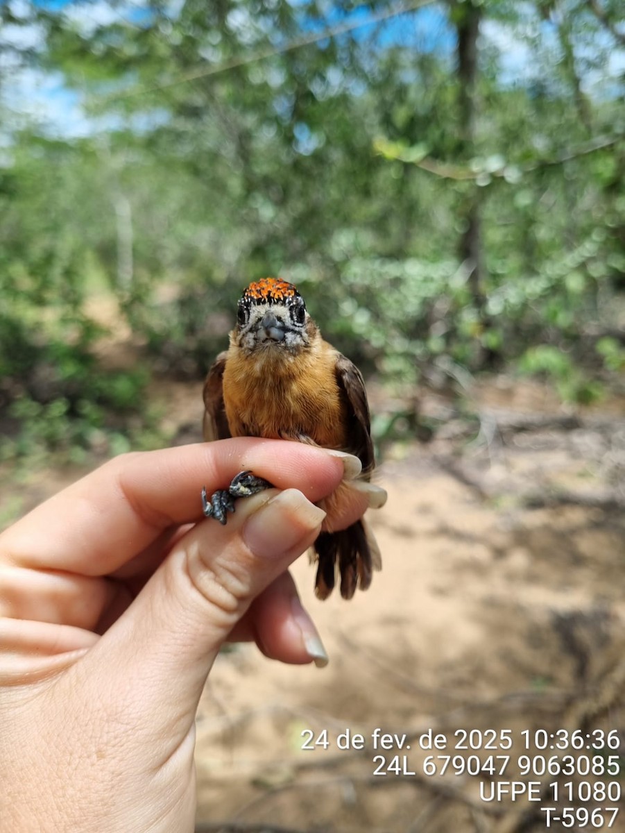 Ochraceous Piculet - ML645733100