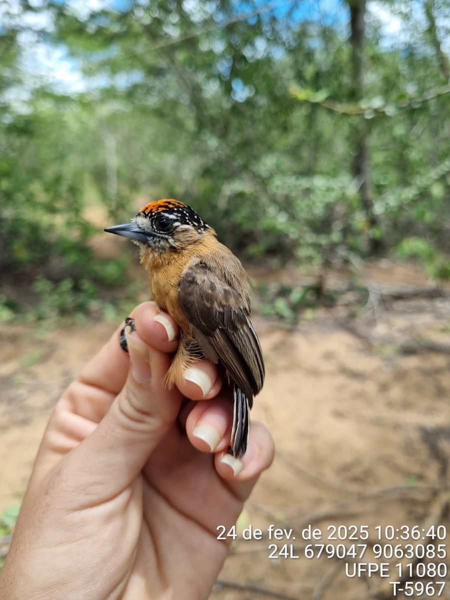 Ochraceous Piculet - ML645733101