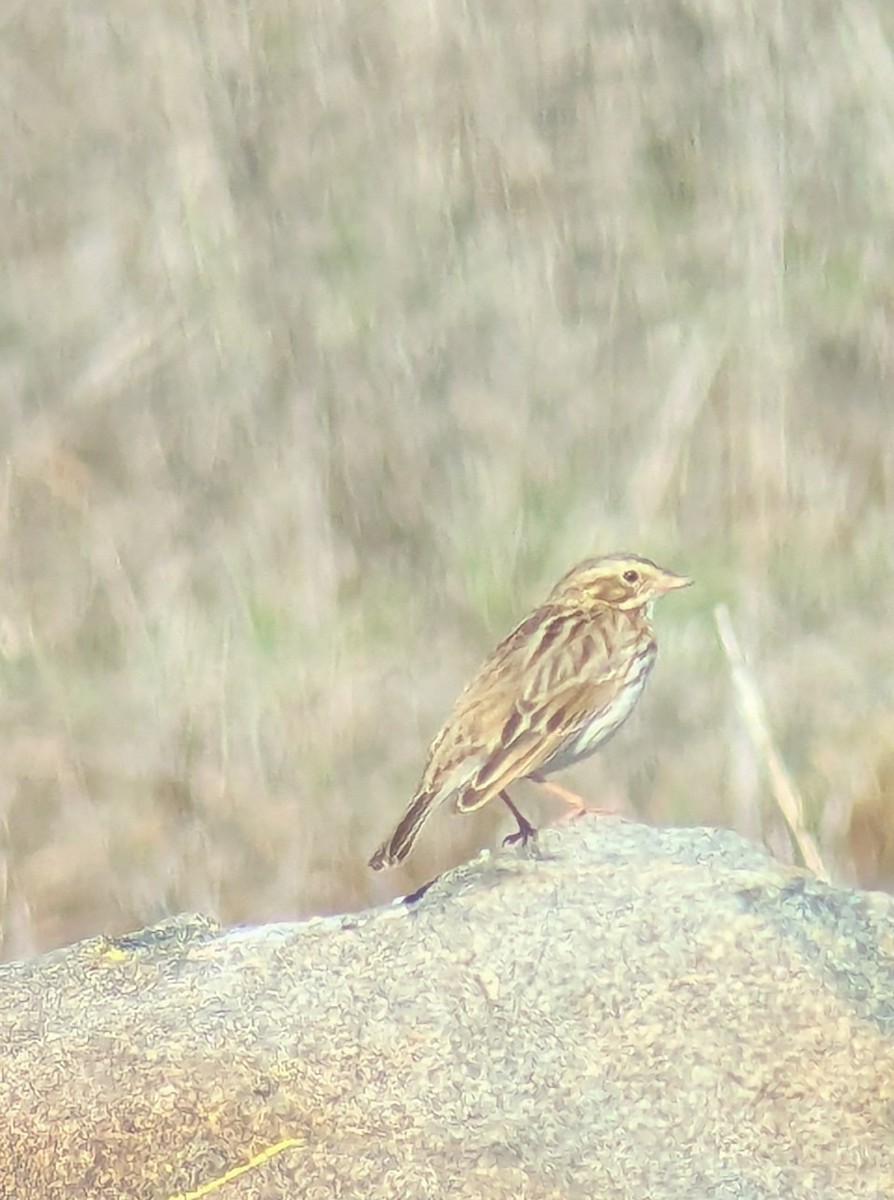 Chingolo Sabanero - ML645733105