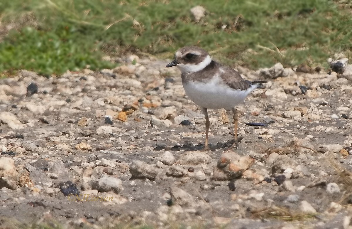 Common Ringed Plover - ML645733106