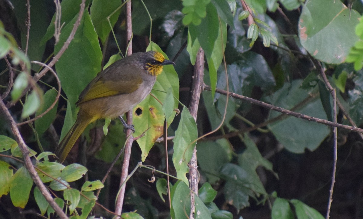Stripe-throated Bulbul - ML645733113