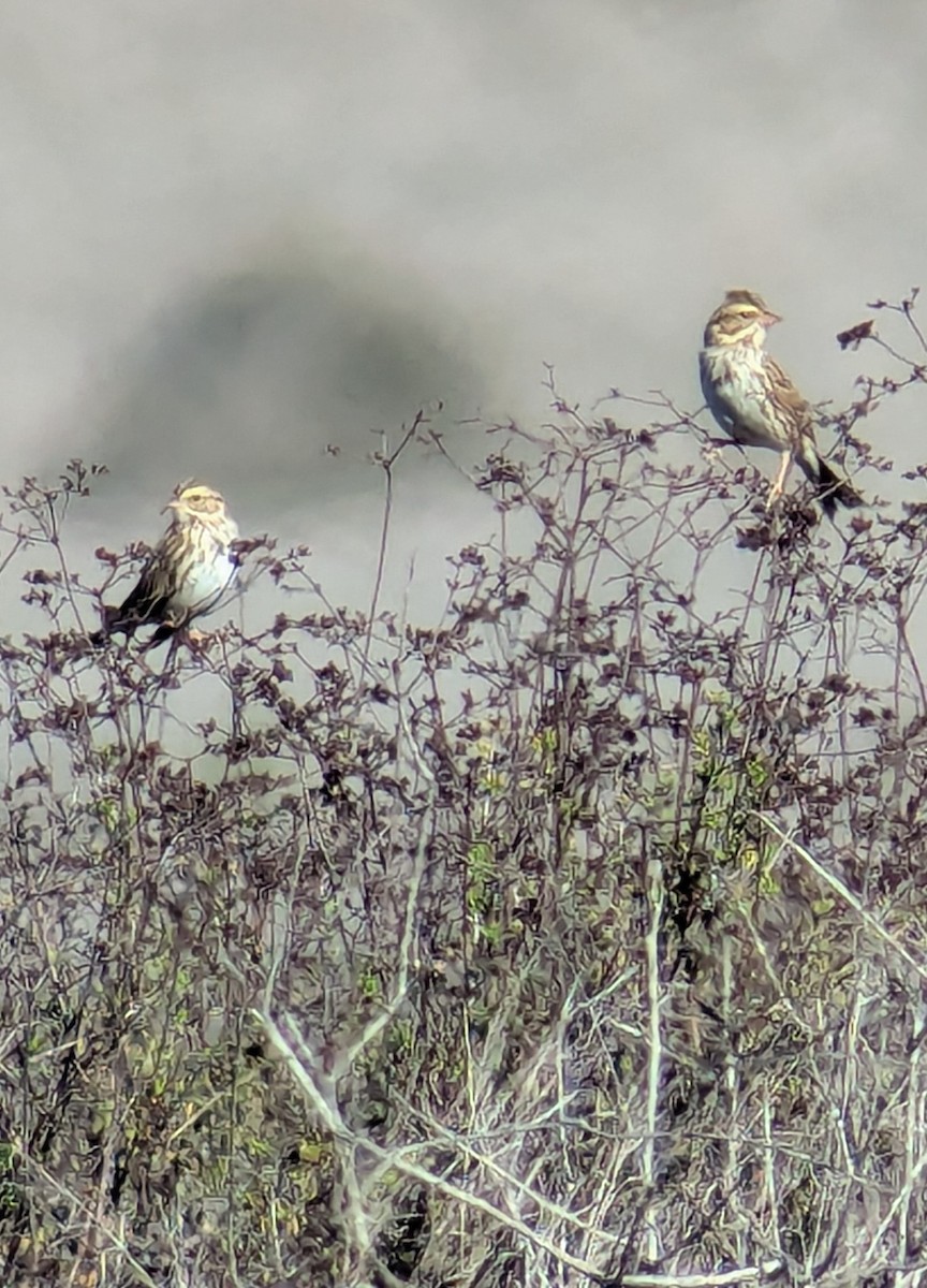 Chingolo Sabanero - ML645733114
