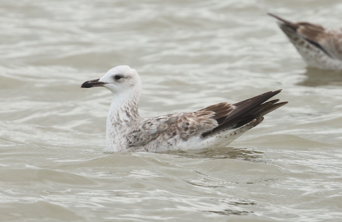 Caspian Gull - ML645733125