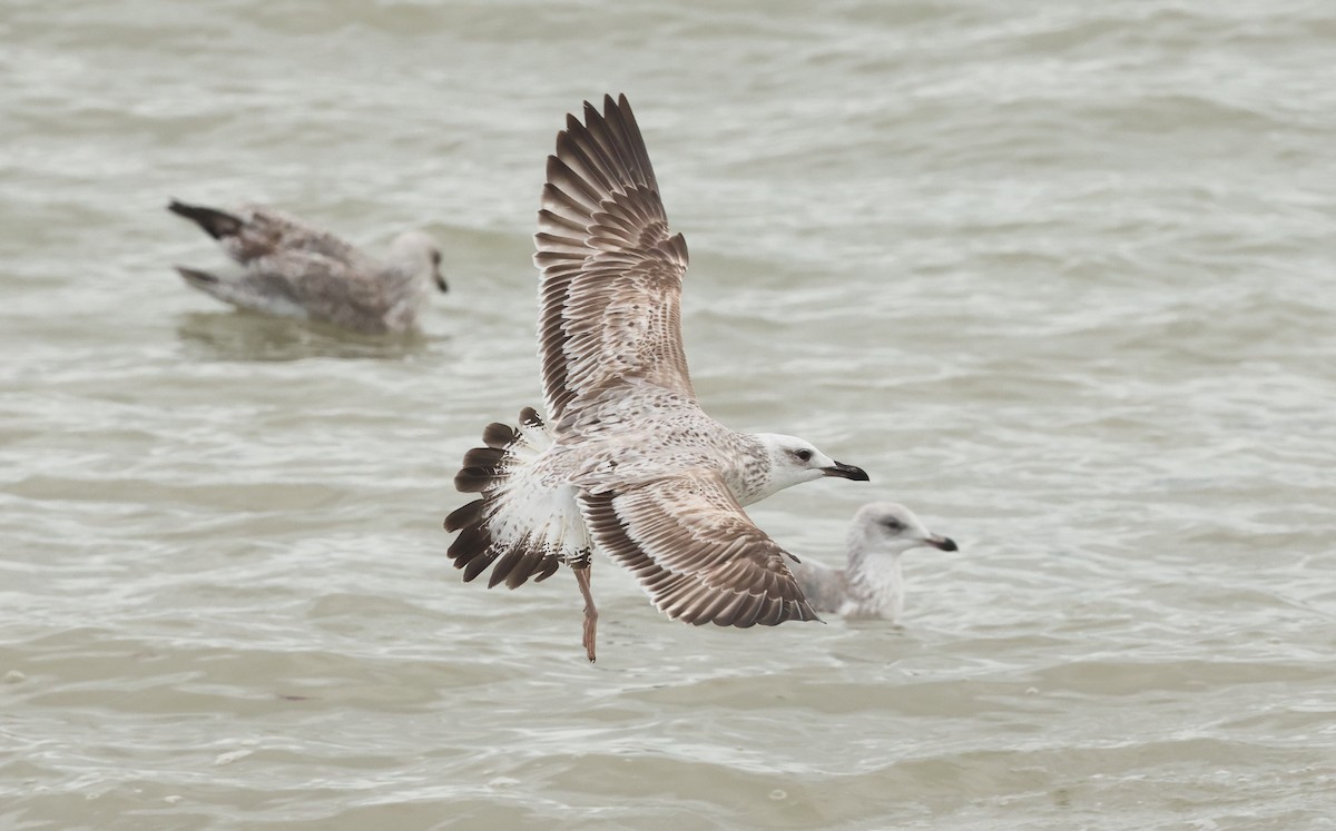 Caspian Gull - ML645733126