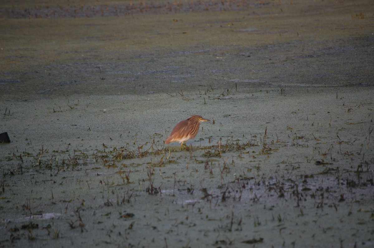 Indian Pond-Heron - ML645733128