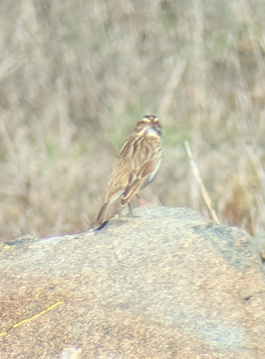 Chingolo Sabanero - ML645733151