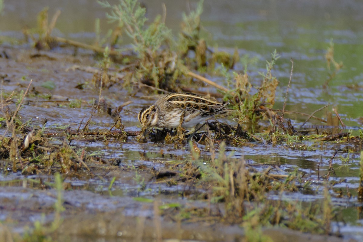 Jack Snipe - ML645733156