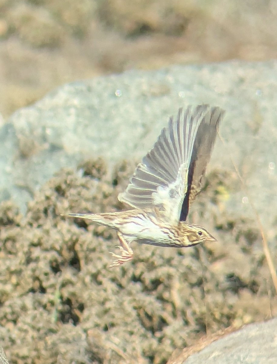 Chingolo Sabanero - ML645733157