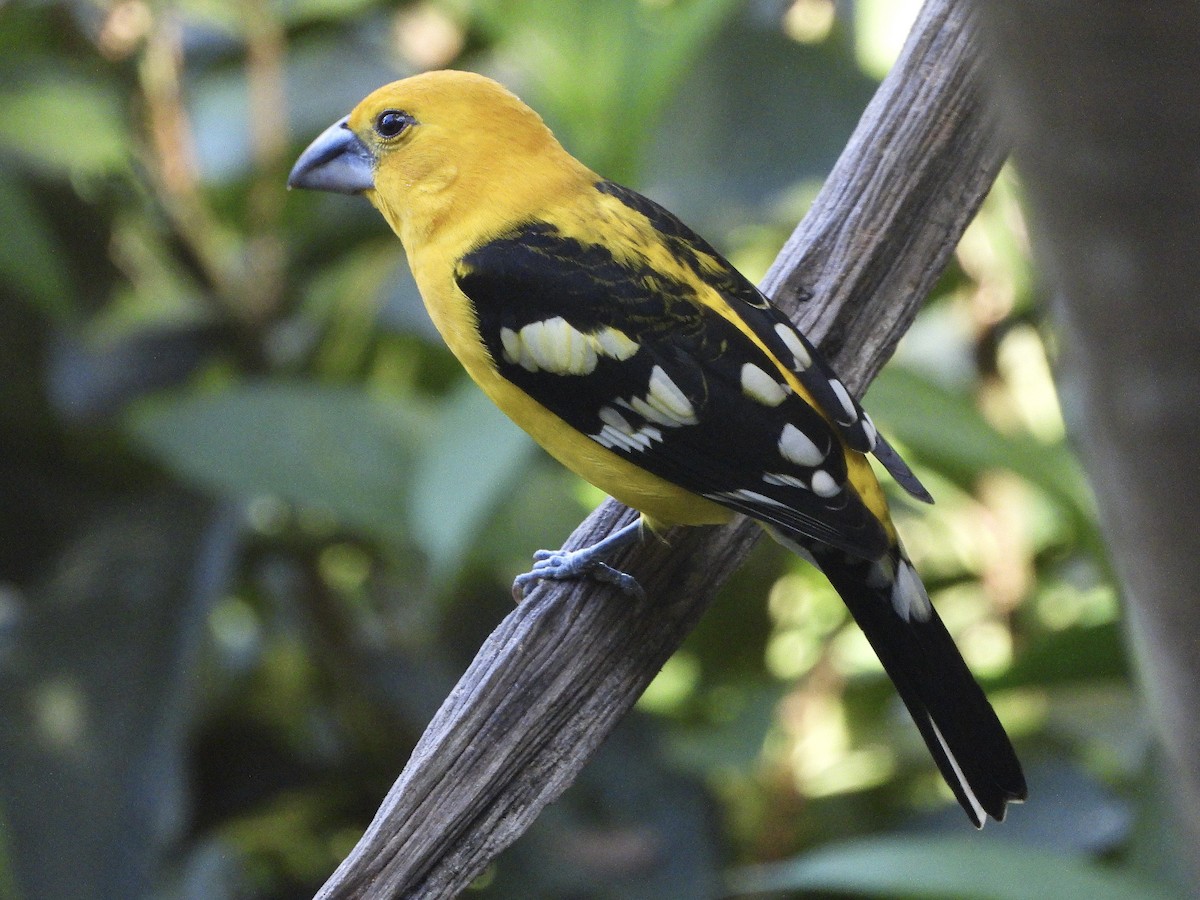 Kuzeyli Sarı Kocabaş - ML645733161