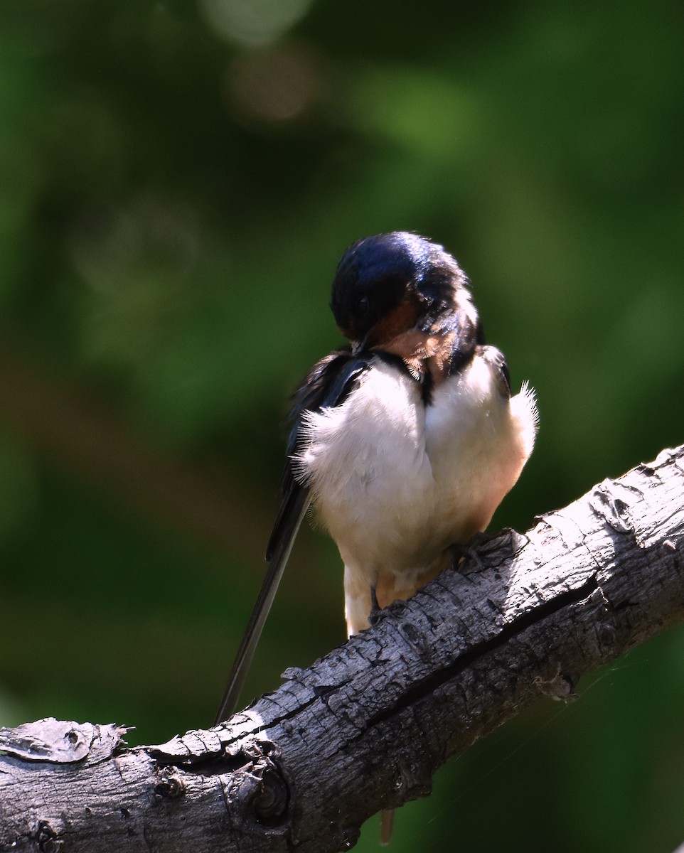 vlaštovka obecná - ML645733163