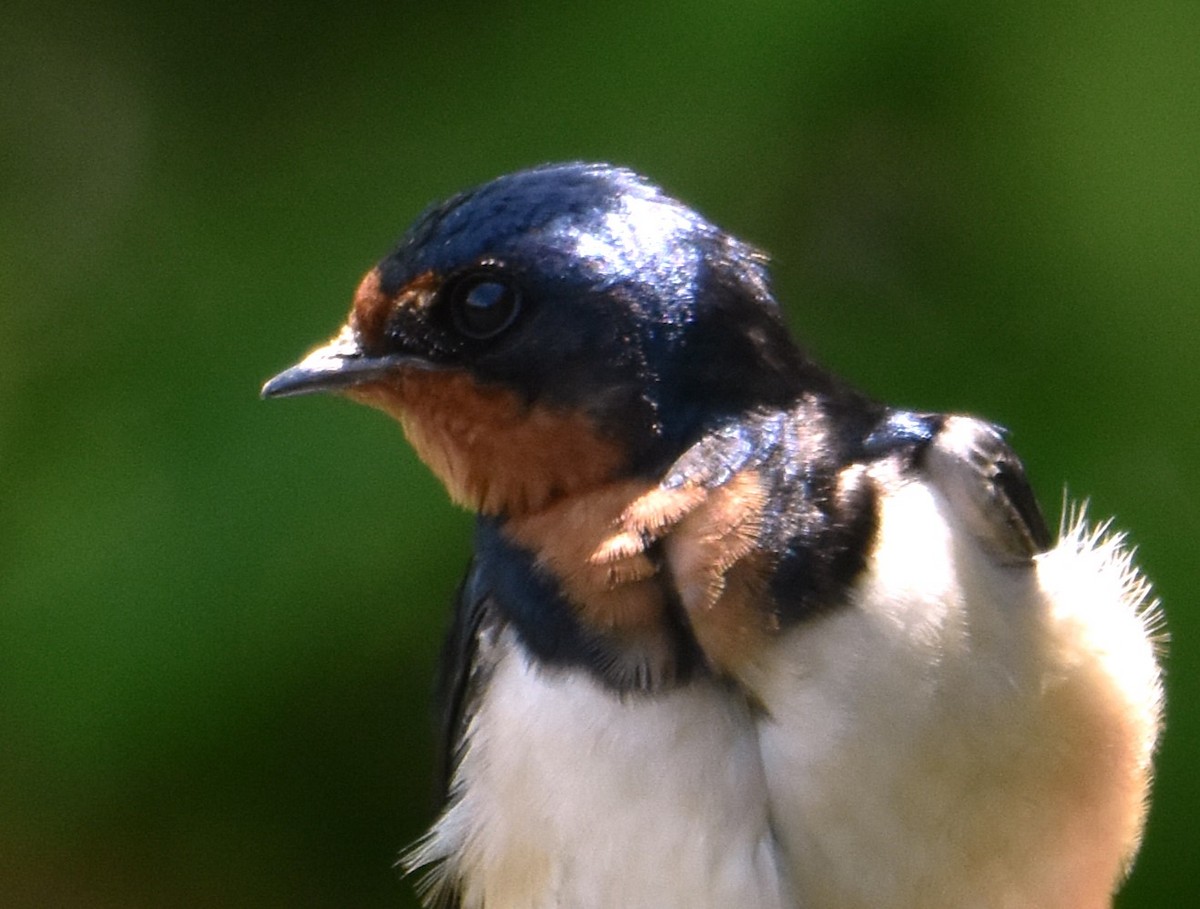 vlaštovka obecná - ML645733168