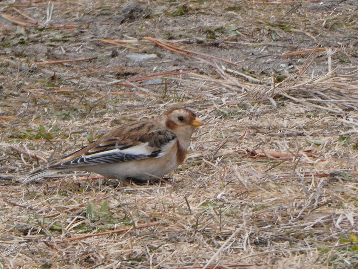 Snow Bunting - ML645733169