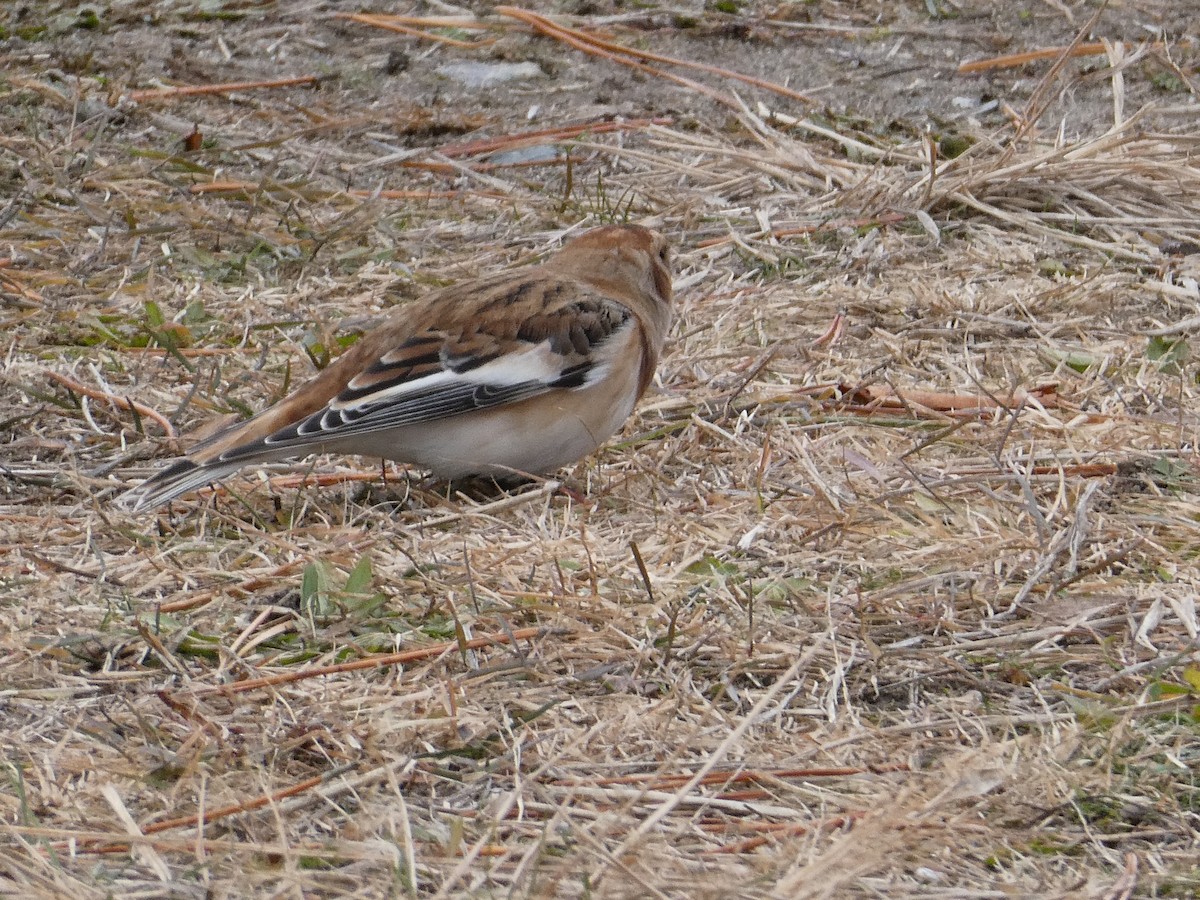 Snow Bunting - ML645733170