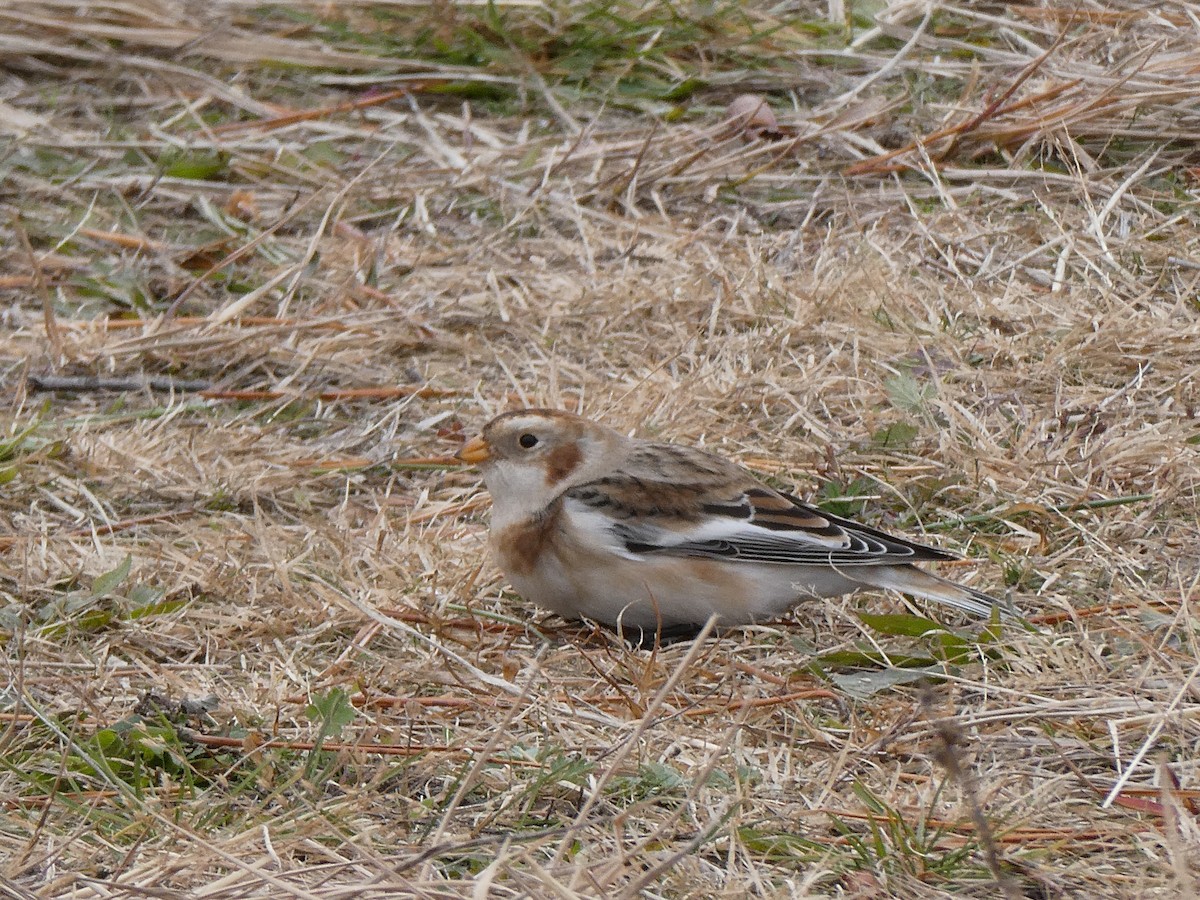 Snow Bunting - ML645733171