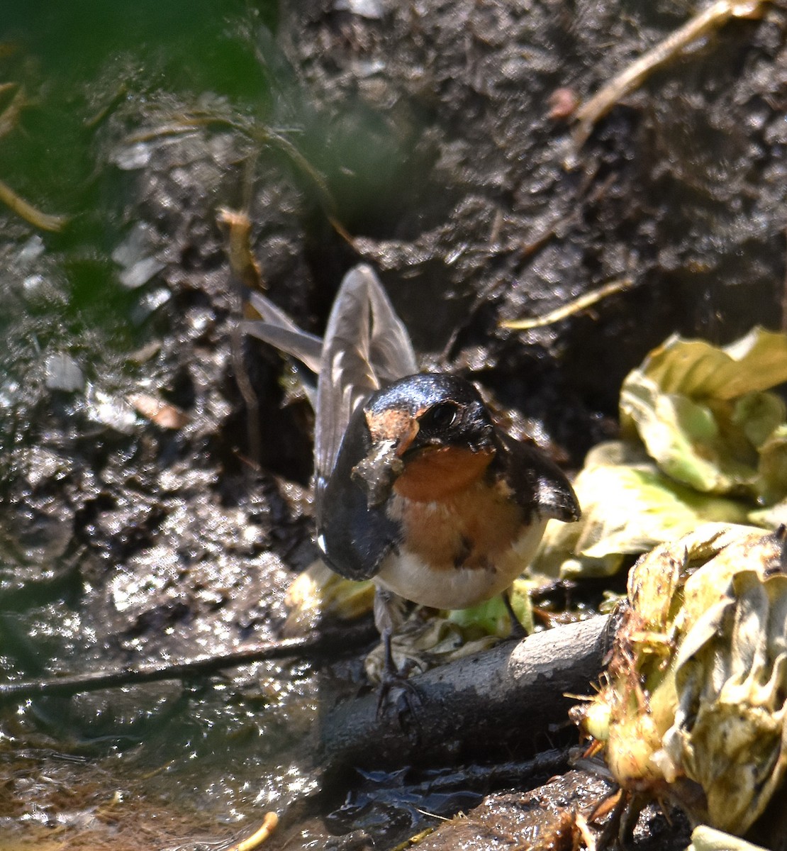 vlaštovka obecná - ML645733172