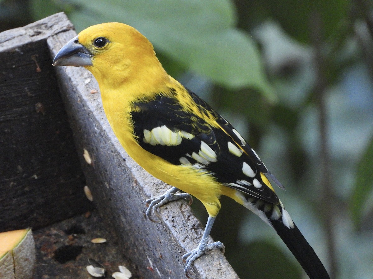 Kuzeyli Sarı Kocabaş - ML645733173