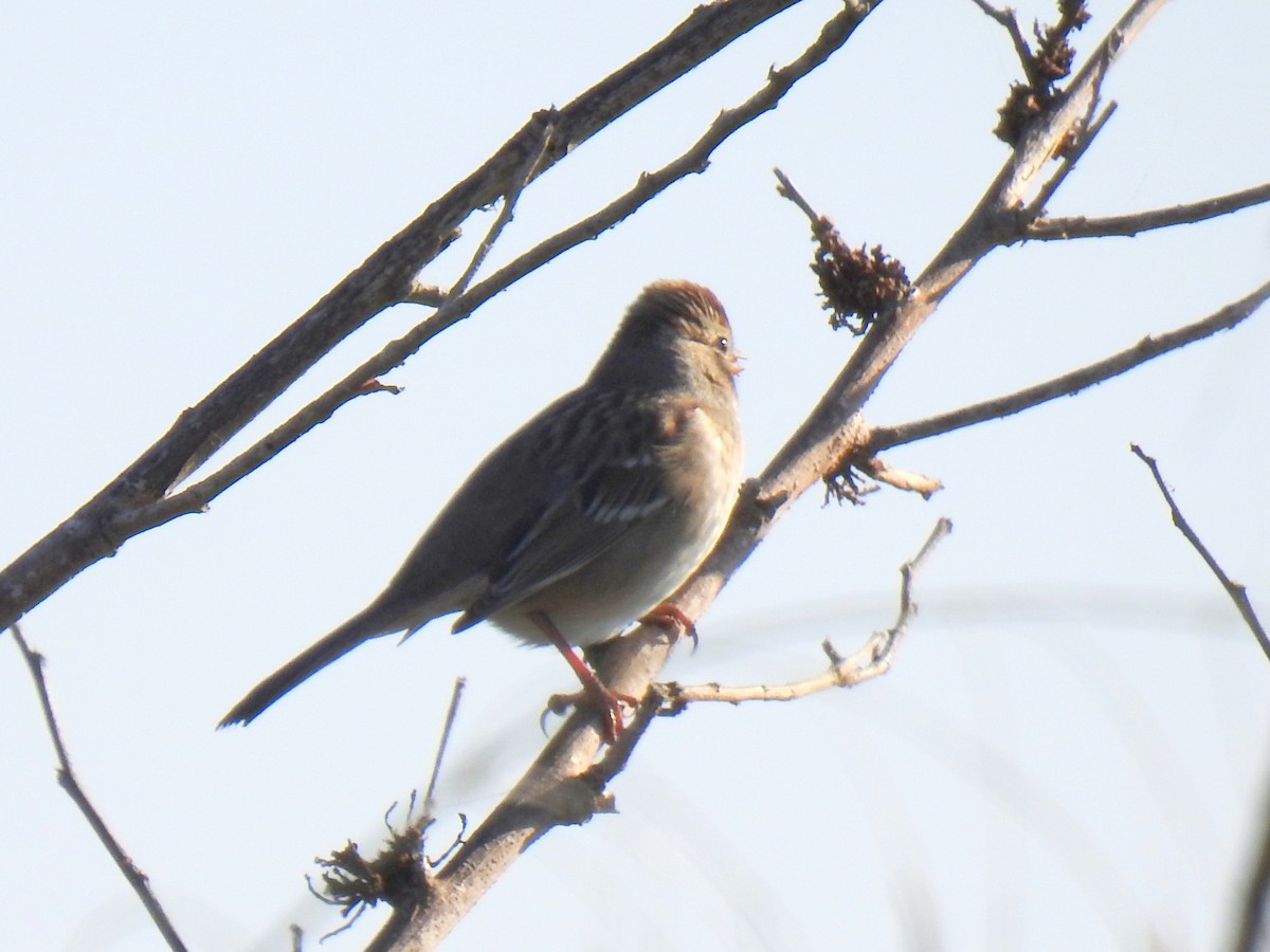 White-crowned Sparrow - ML645733180