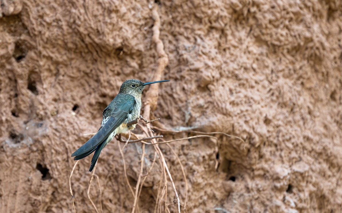 Giant Hummingbird - ML645733183