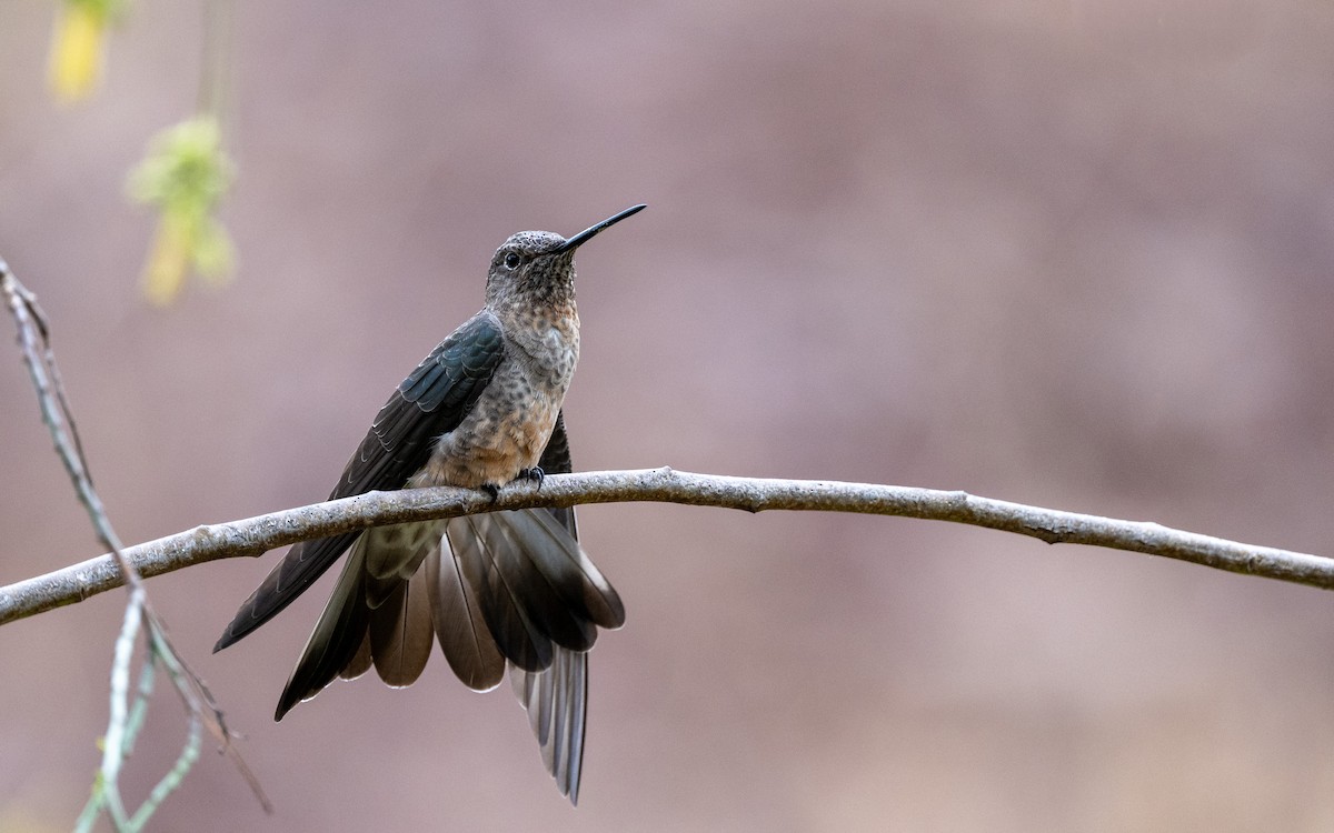 Giant Hummingbird - ML645733184
