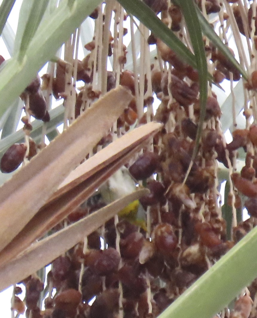 Northern Parula - ML645733187