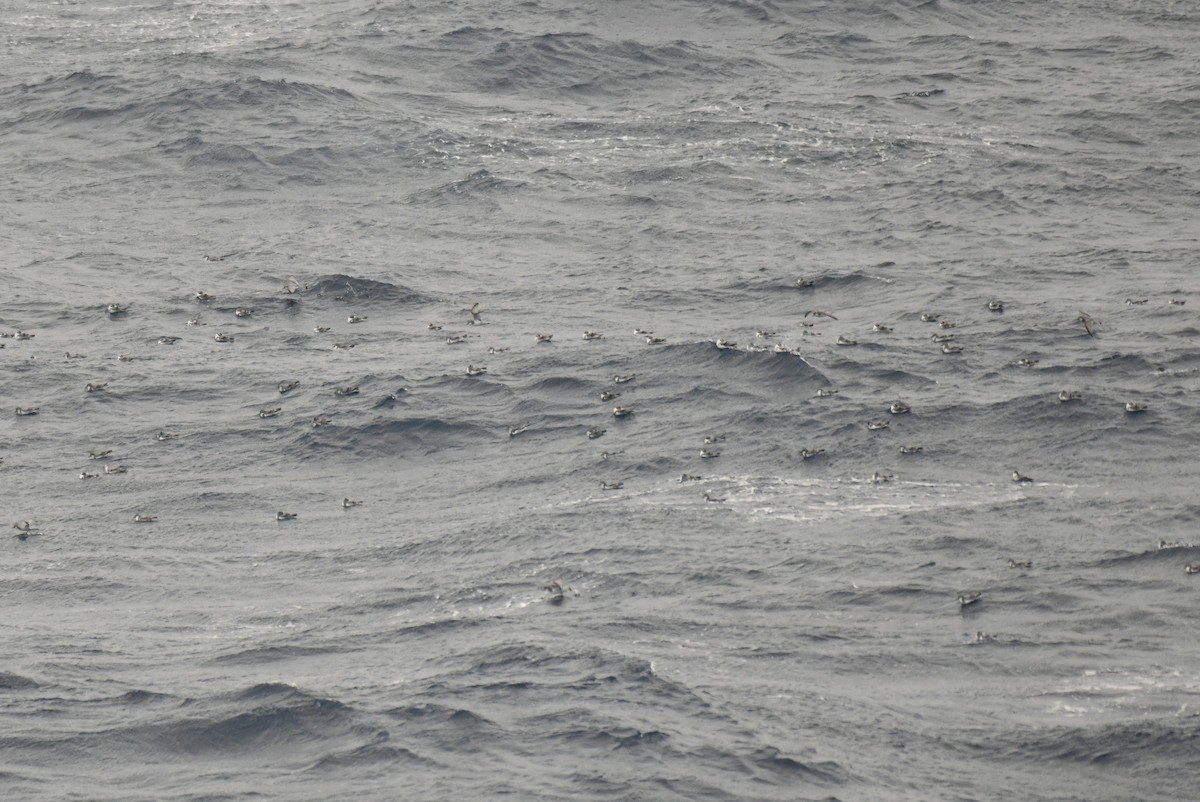 Salvin's Prion - ML645733188