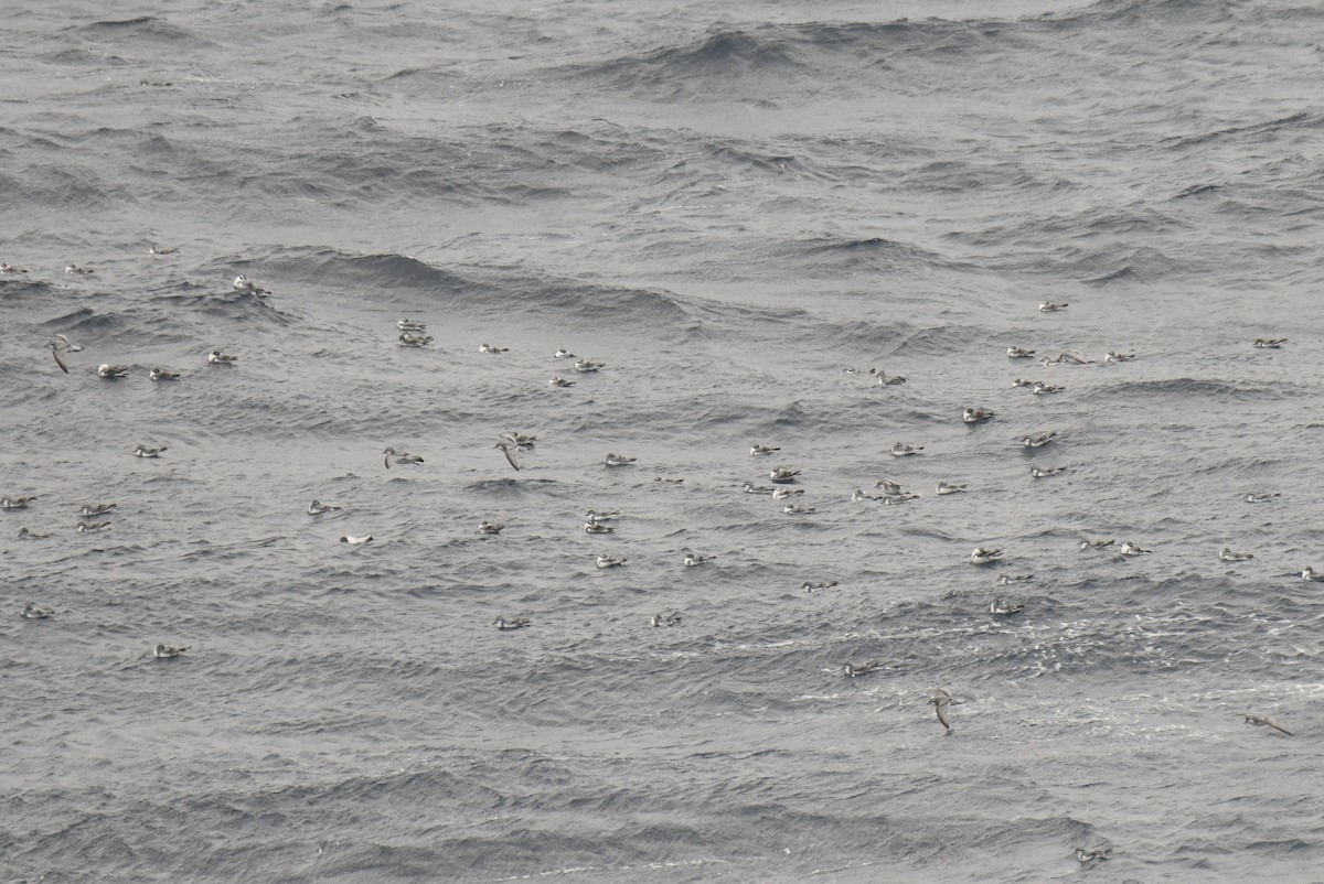 Salvin's Prion - ML645733189