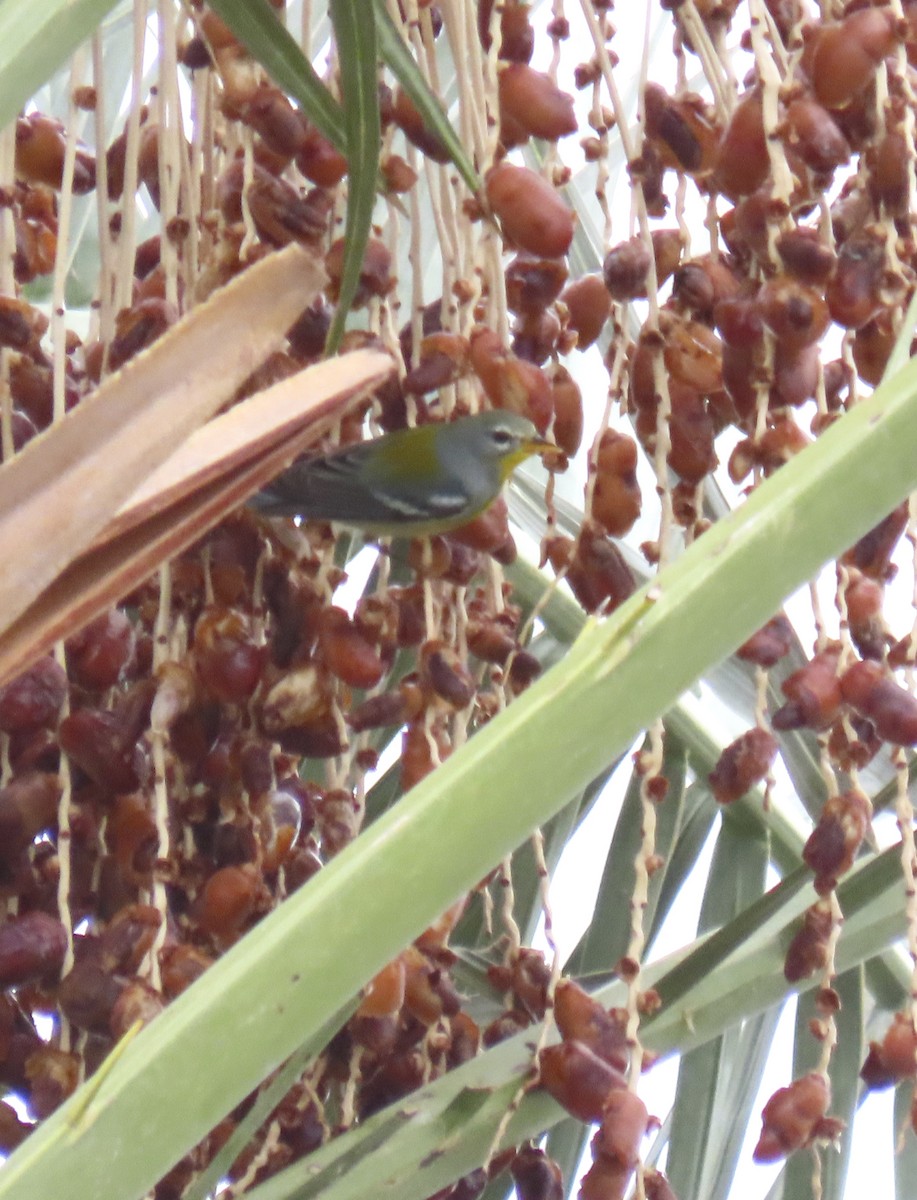 Northern Parula - ML645733191