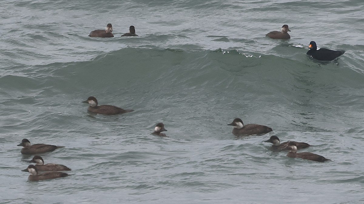 Ahatebeltz eurasiarra - ML645733214