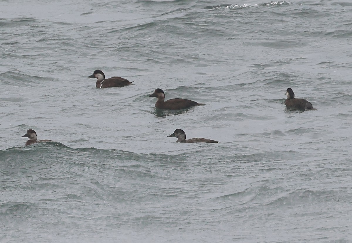 Ahatebeltz eurasiarra - ML645733215