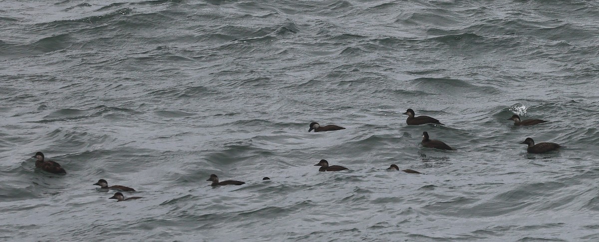 Ahatebeltz eurasiarra - ML645733216