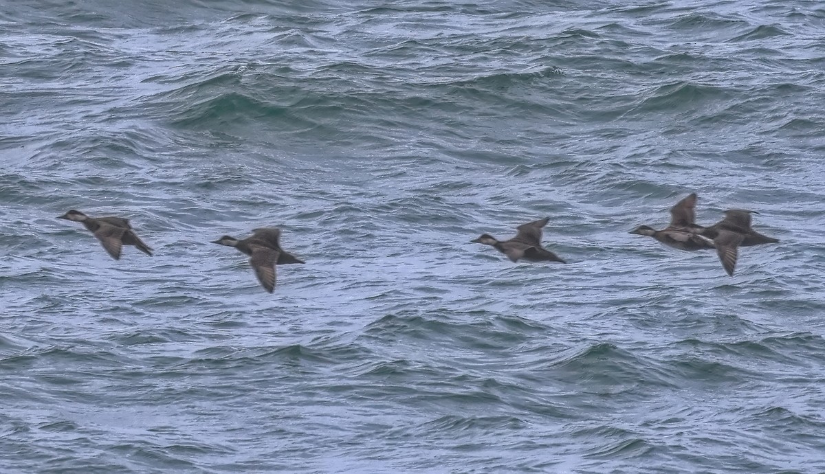 Ahatebeltz eurasiarra - ML645733217